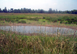 Constructed Wetland – Agricultural Drainage Management Coalition